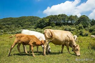 季中锦标赛1/4决赛绿军VS步行者：波津因伤缺阵 哈利伯顿出战成疑